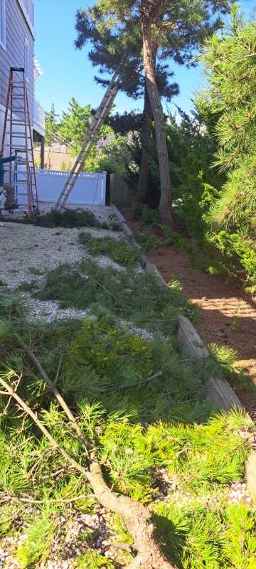 Sandoval Brothers Services LLC